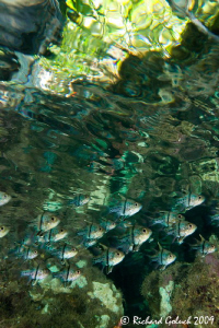 Orbicular Cardinalfish close under water surface-Raja Ampat. by Richard Goluch 